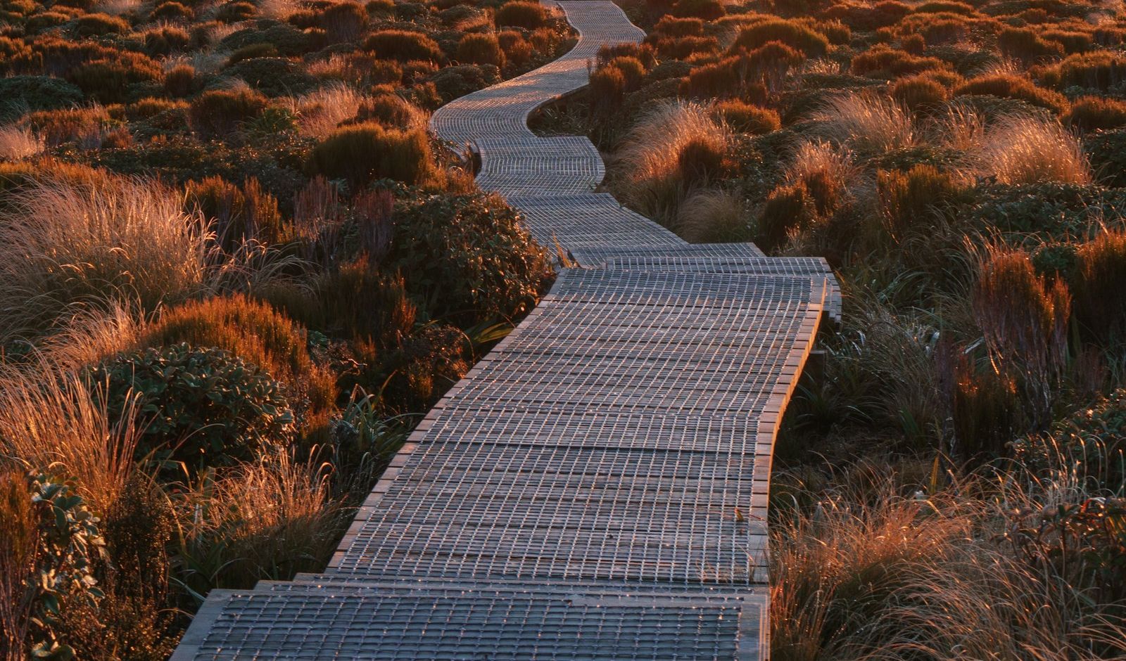 A wooden boardwalk trail winding into the distance through golden tussock grass in low morning light.